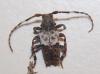 Pogonocherus hispidulus